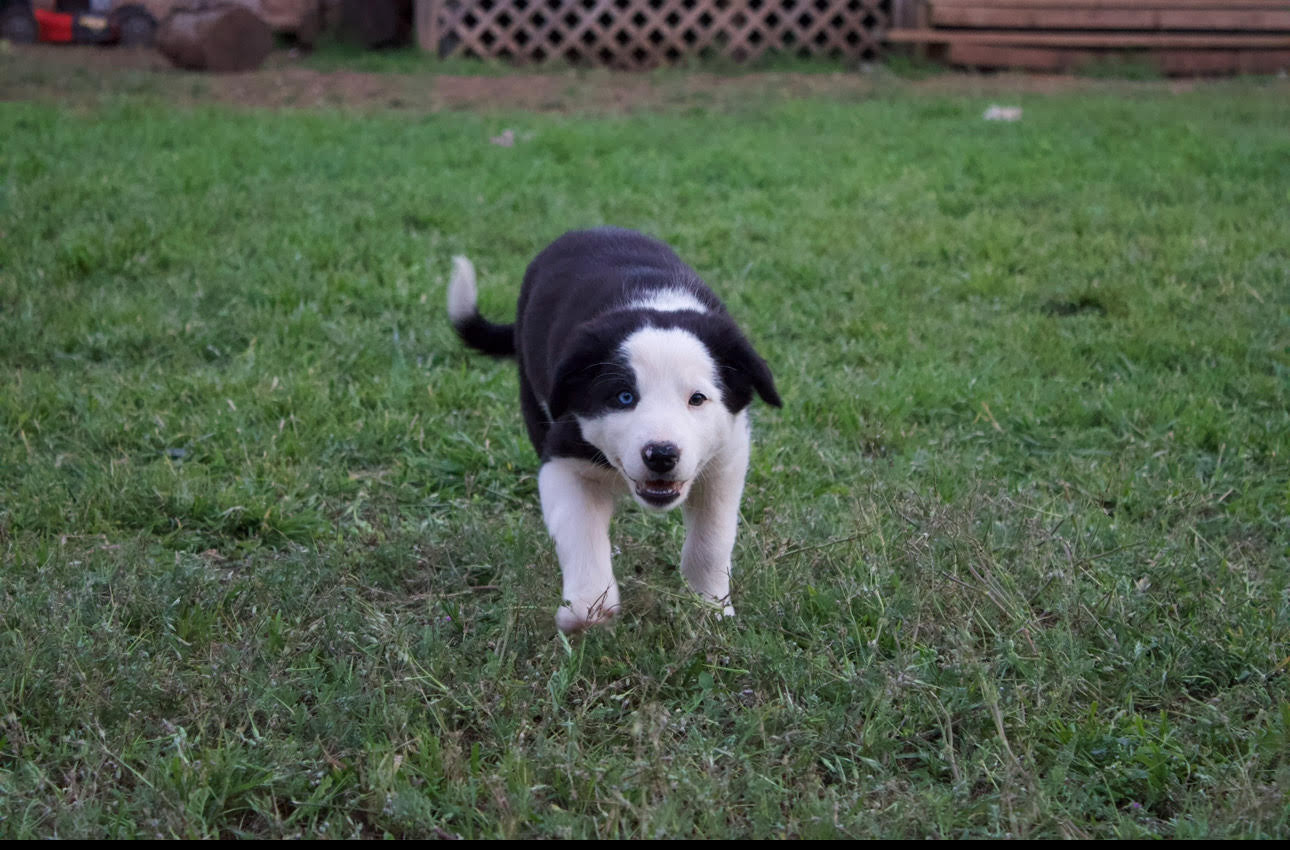 AKC Border Collies