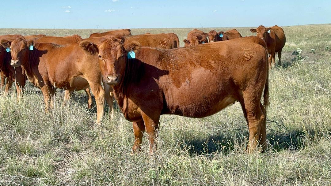 50 - Red Angus Bred Heifers - Colorado