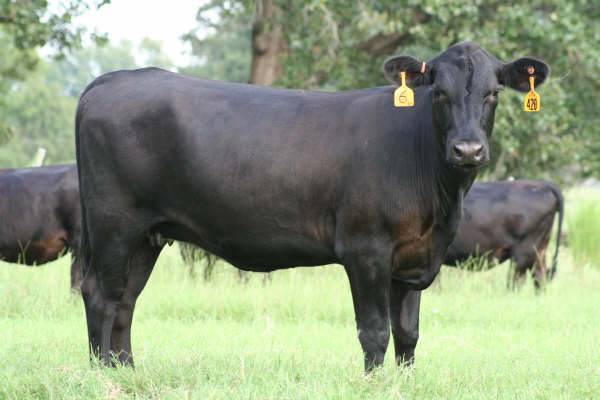 35 - Angus Plus Heifers - Texas