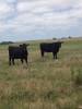 Commercial Angus Bred Heifers Kansas