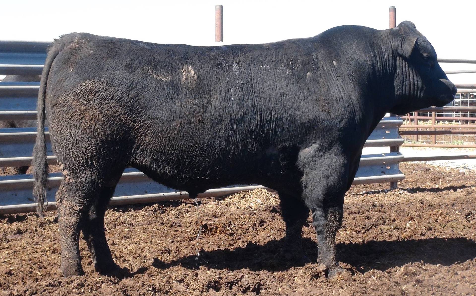 15 - Purebred Angus Bulls - Texas