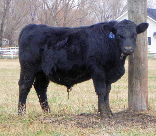 18 - Registered PAP tested Black Angus Bulls - Utah