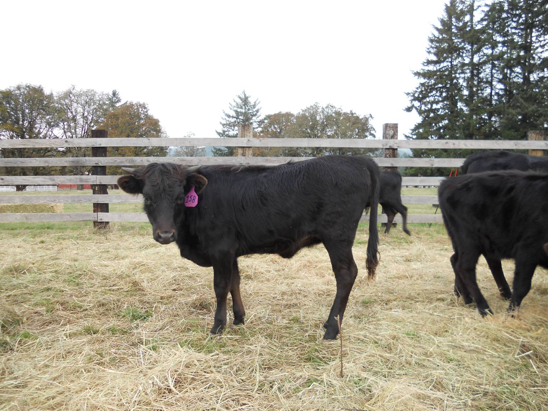 30 - Corriente Roping Cattle - Oregon