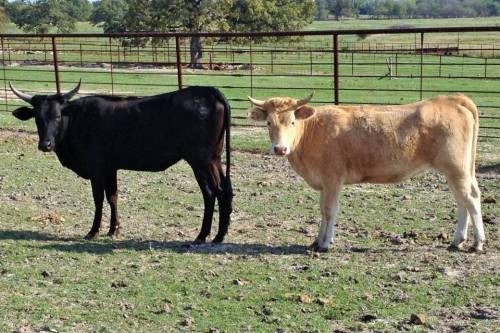 30 - Corriente Crossbred Heifers - Texas