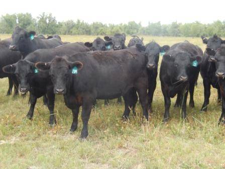 700 - Bred Black Angus Heifers - Colorado