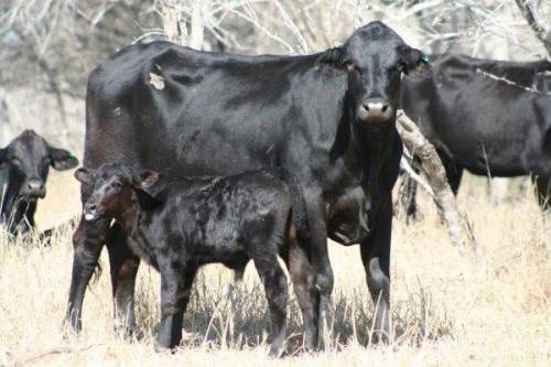 85 - Brangus Cows with Brangus Camp Cooley Sired Calves - Texas